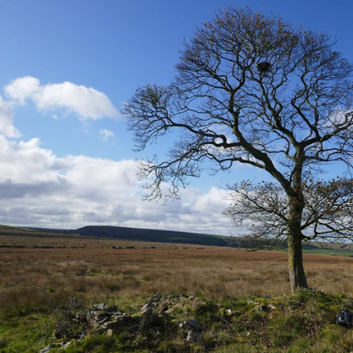 Stephen Oldfield on Rossendale Ruins